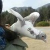 碧云