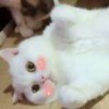兰兰