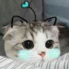 猫落