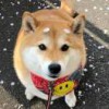 阿欧