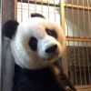 林可