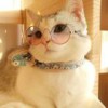 树街猫。