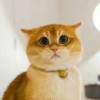 瓜田李下有只猹
