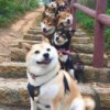 悠然见南山