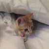 虫二