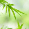南桥玉树