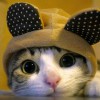 春眠晓