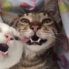 謹言慎行