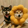 黄笑笑