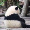 张 静