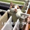 芥子