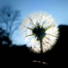 蒲公英_462