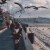 eagle_700