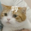 冬葵子