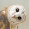 相当古怪